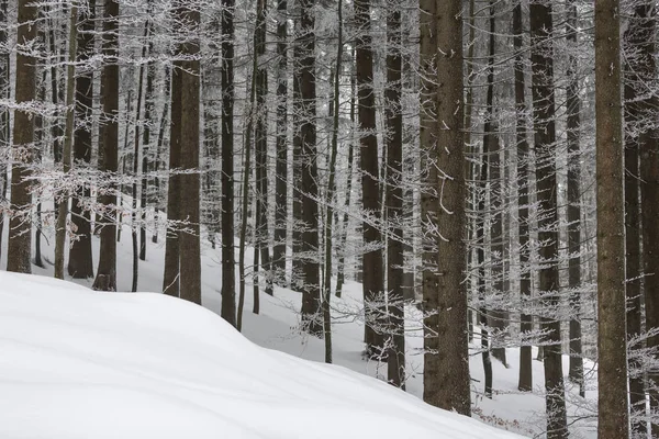 Χειμώνας Δάσος Κάλυψη Χιονιού — Φωτογραφία Αρχείου