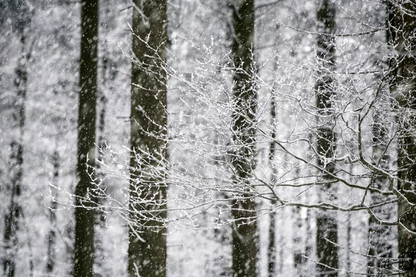 Bare Branches Covered Hoarfrost Front Tall Trees — Stock Photo, Image