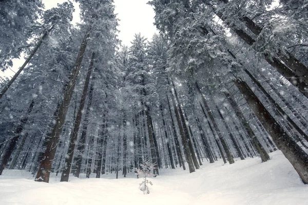 Winter Forest Tall Coniferous Trees Snow Cover — Stock Photo, Image