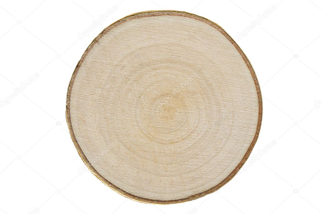 Young birch wood, cross section on white
