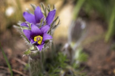 Çiçek pasque çiçek (Pulsatilla vulgaris) dışında bahçede