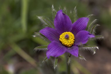 Çiçek pasque çiçek (Pulsatilla vulgaris) dışında bahçede