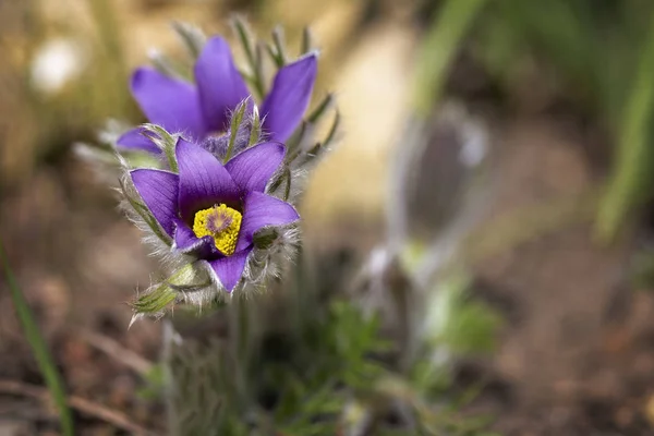 Blühende Pasqueblume Pulsatilla Vulgaris Draußen Garten — Stockfoto