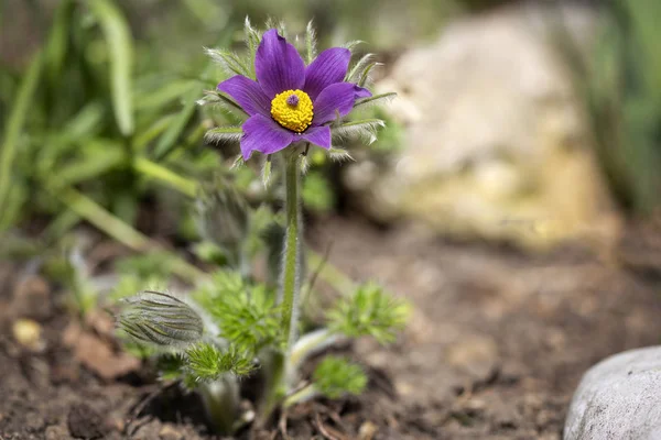 Blooming Pasque Flower Pulsatilla Vulgaris Garden — Stock Photo, Image