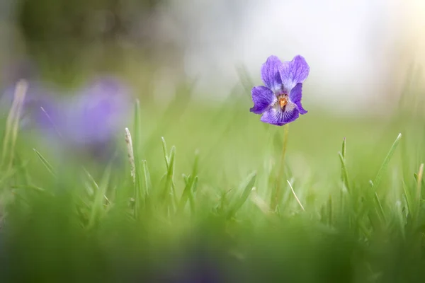 Violette Violette Dans Herbe Gros Plan — Photo