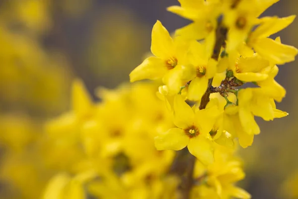 Blooming Forsythia Format Filling — Stock Photo, Image