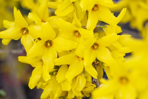 Virágzó Forsythia Formátumú Töltő — Stock Fotó