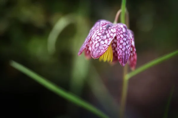 牵制百合 Fritillaria Meleagris — 图库照片