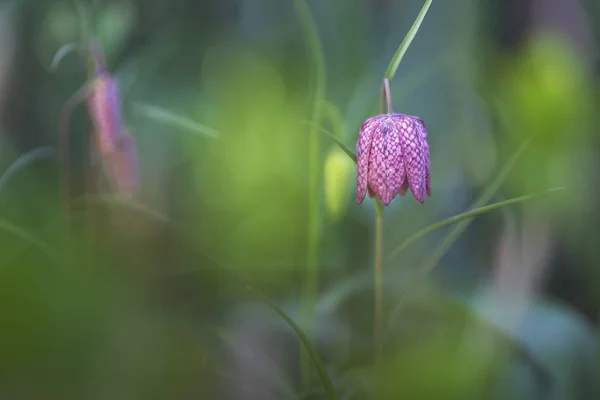 Checkered Lily Fritillaria Meleagris — Stock Photo, Image