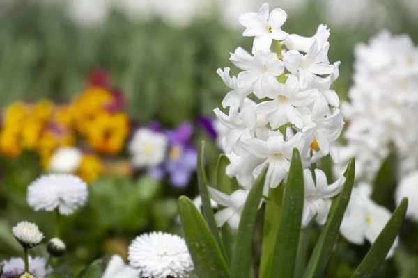 Beyaz Sümbül Çiçek Bahçesinde — Stok fotoğraf