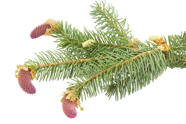 Twig Met Jonge Pinecones Geïsoleerd Witte Achtergrond — Stockfoto