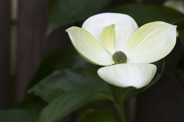 Blooming Cornus Kousa Garden — Stock Photo, Image