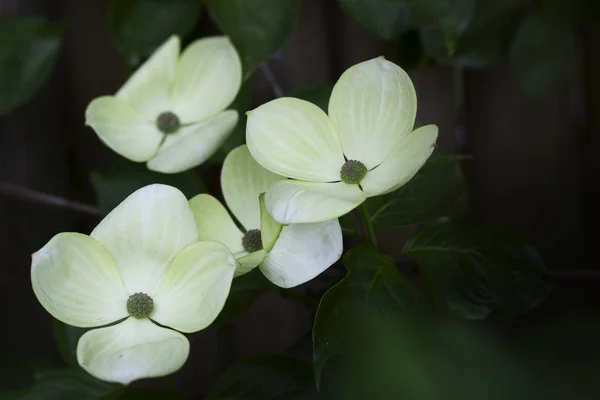 Cornus Kousa Fleurs Dans Jardin — Photo