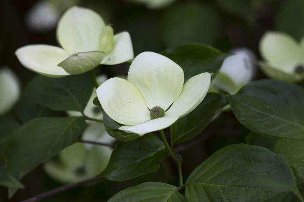 Blooming Cornus Kousa Garden — Stock Photo, Image