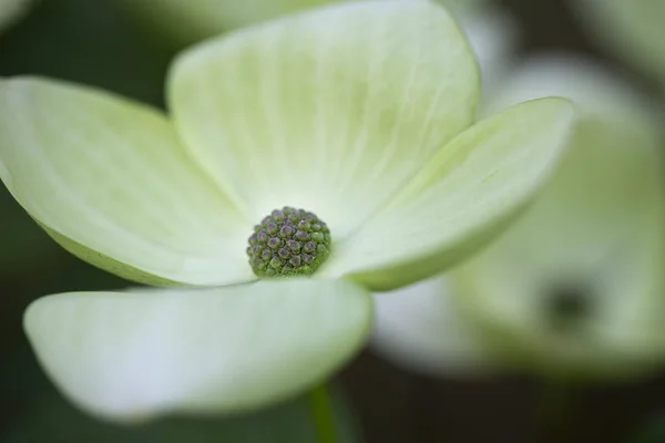 Blooming Cornus Kousa Garden — Stock Photo, Image