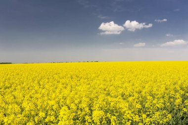 Sakson İsviçre çiçek açan kolza tohumu alanında