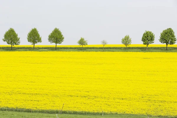 Blooming Rapeseed Field Saxon Switzerland — Stock Photo, Image