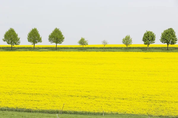 Kvetoucí Pole Řepky Saském Švýcarsku — Stock fotografie