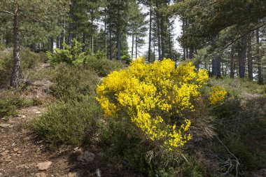 Çiçek açan katırtırnağı bitkilerde Cevennes alan Fransa, Europe