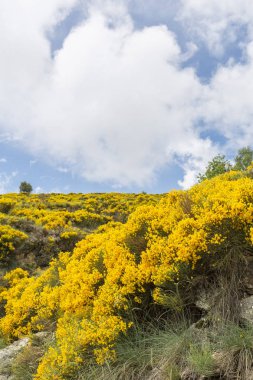 Çiçek açan katırtırnağı bitkilerde Cevennes alan Fransa, Europe