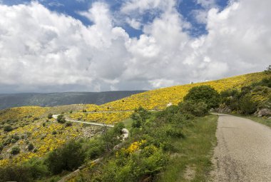 Çiçek açan katırtırnağı bitkilerde Cevennes alan Fransa, Europe
