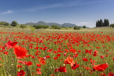 Çiçek haşhaş alan, Güney Fransa'da, Europe