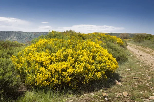 Blooming Genista Plants Cevennes Area France Europe — Stock Photo, Image
