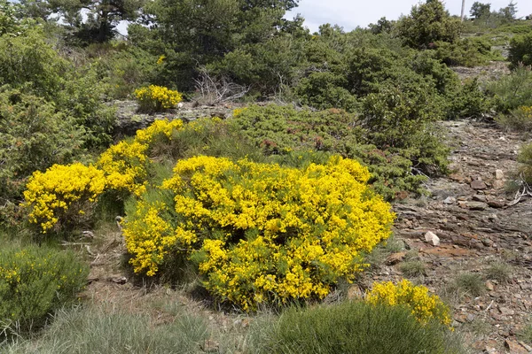 Ανθισμένα Φυτά Δίδακτρα Στην Περιοχή Cevennes Στη Γαλλία Ευρώπη — Φωτογραφία Αρχείου