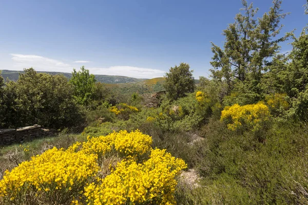 Ανθισμένα Φυτά Δίδακτρα Στην Περιοχή Cevennes Στη Γαλλία Ευρώπη — Φωτογραφία Αρχείου