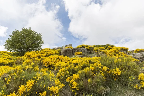 Blommande Genista Växter Området Cevennes Frankrike Europa — Stockfoto