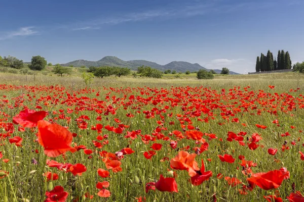 Fioritura Del Campo Papaveri Nel Sud Della Francia Europa — Foto Stock