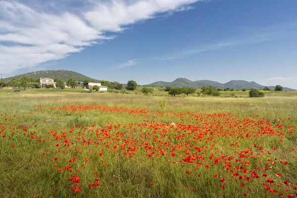 Blommande Vallmofält Södra Frankrike Europa — Stockfoto