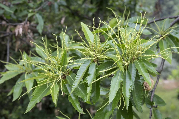 Kvetoucí Kaštany Castanea Sativa Strom Jižní Francii — Stock fotografie