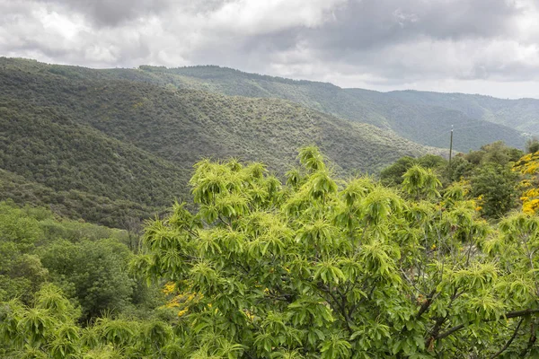 Ανθίζοντας Καστανιάς Castanea Sativa Δέντρο Στα Βουνά Της Ardeche Γαλλία — Φωτογραφία Αρχείου