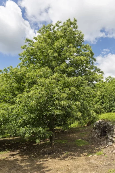 Bloeiende Kastanjeboom Castanea Sativa — Stockfoto