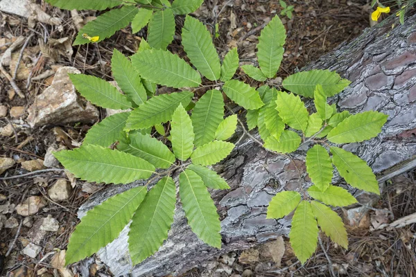 Listy Kaštanu Castanea Sativa — Stock fotografie