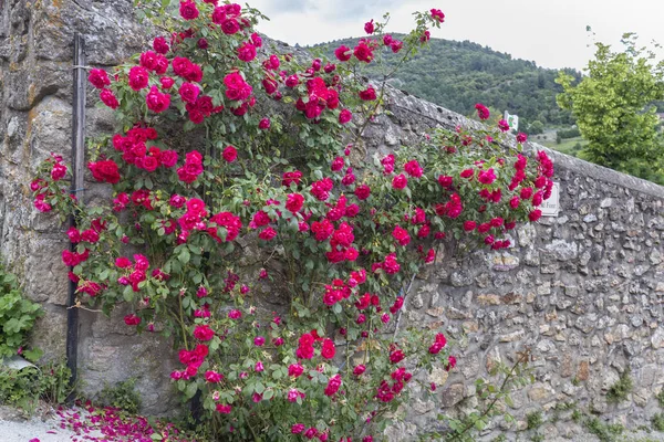 Eski Bir Taş Duvar Önünde Çiçek Açan Gül — Stok fotoğraf