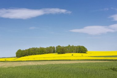 Çiçek açan kolza tohumu alan Doğu Almanya