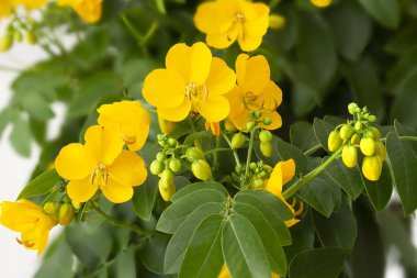 Senna (sinameki Corymbosa) çiçekler