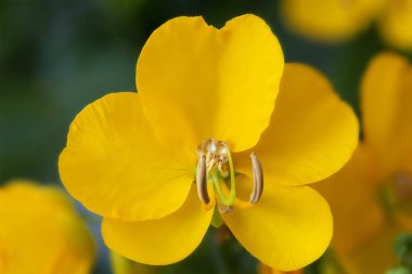 Senna (sinameki Corymbosa) çiçekler