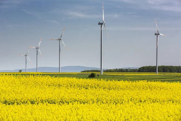 Kvetoucí Pole Řepky Větrné Turbíny Východním Německu — Stock fotografie