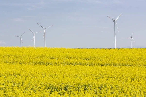 Kvetoucí Pole Řepky Větrné Turbíny Východním Německu — Stock fotografie