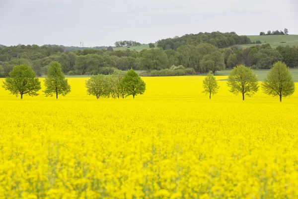 Blooming Rapeseed Field Eastern Germany — Stock Photo, Image
