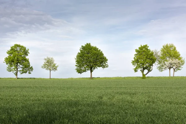 Rij Van Bomen Landbouwgrond Het Voorjaar Duitsland — Stockfoto