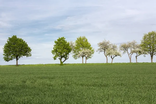 Ряд Деревьев Сельскохозяйственных Угодьях Весной Германия — стоковое фото