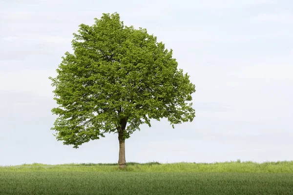 Één Boom Landbouwgrond Lente Duitsland — Stockfoto