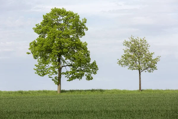 Twee Bomen Landbouwgrond Het Voorjaar Duitsland — Stockfoto