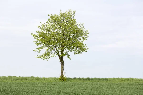 Één Boom Landbouwgrond Lente Duitsland — Stockfoto