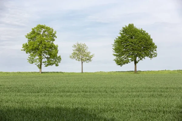 Drie Bomen Landbouwgrond Het Voorjaar Duitsland — Stockfoto
