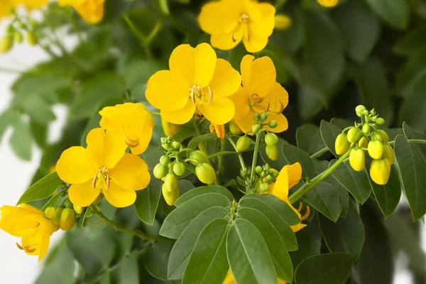 Senna Cassia Corymbosa Flores — Fotografia de Stock